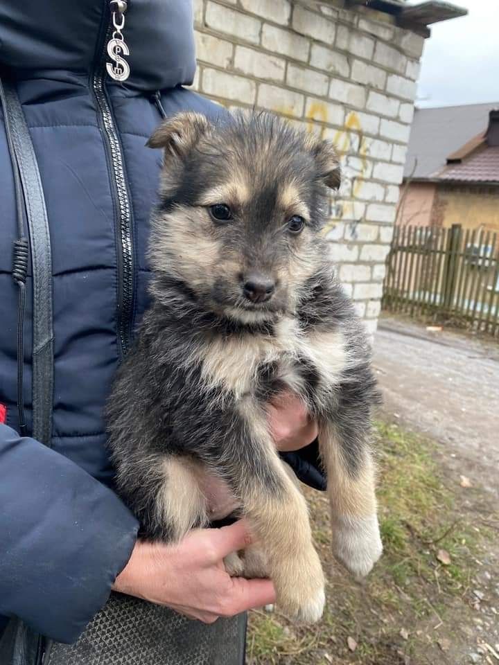 Цуцикі щенята безкоштовно