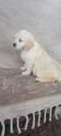 Golden retriver macho