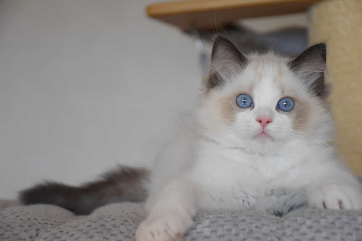 Ragdoll kocurek Simba z rodowodem FIFe - Seal Bicolor
