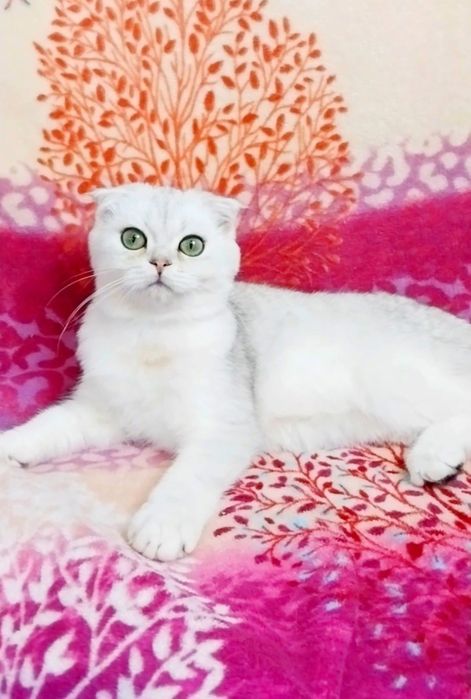 Срібна шиншила хлопчик красунчик