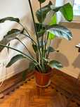 Planta Strelitzia