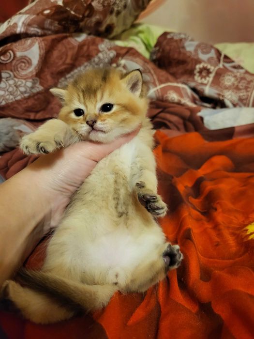 Бронь.Хлопчик золота шиншилла.