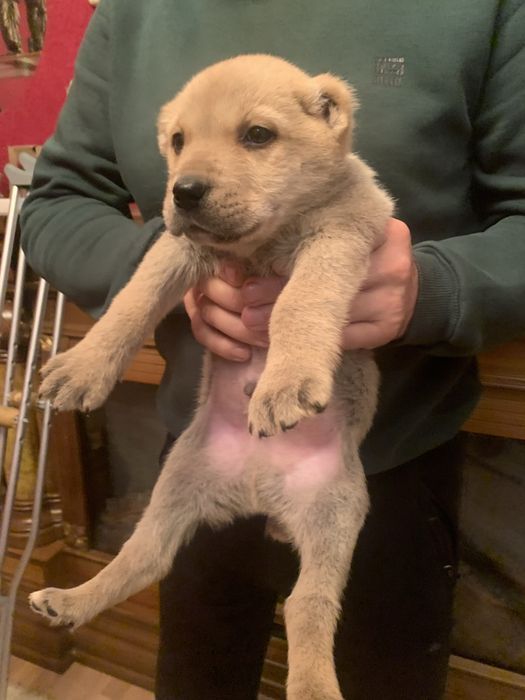 Продам цуценят Алабая