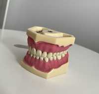 Fantom frasaco + bloczek endodontyczny + dwa zęby do nauki szlifowania