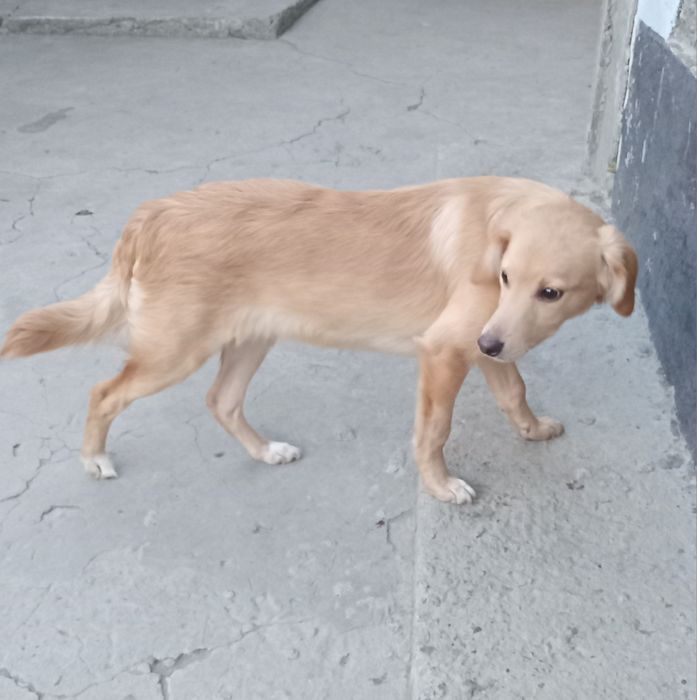 Цуценя (хлопчик)