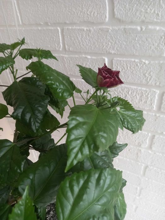 Китайская роза большая и маленькая, гибискус комнатный красный