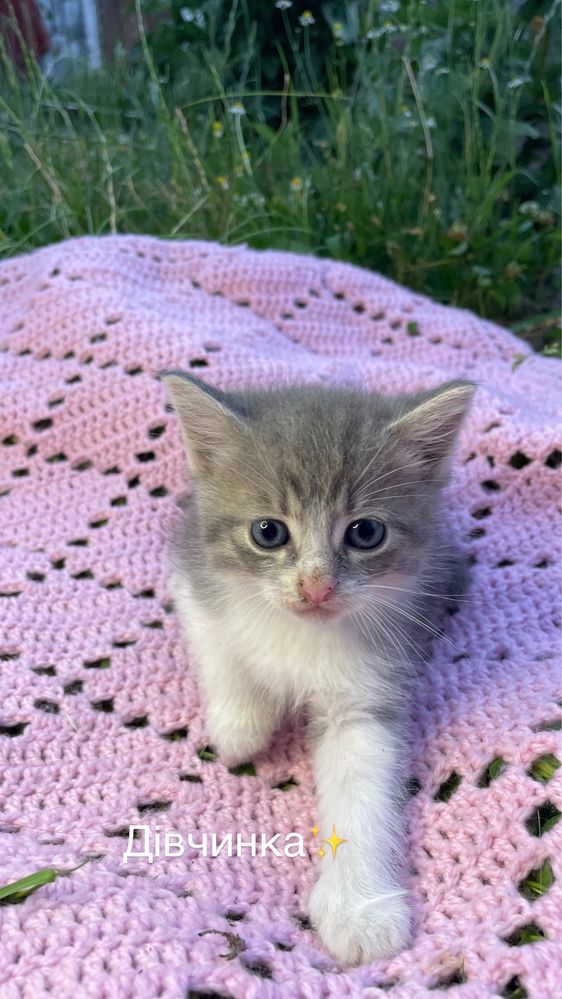 _Відам у добрі руки, 3 кошенят_