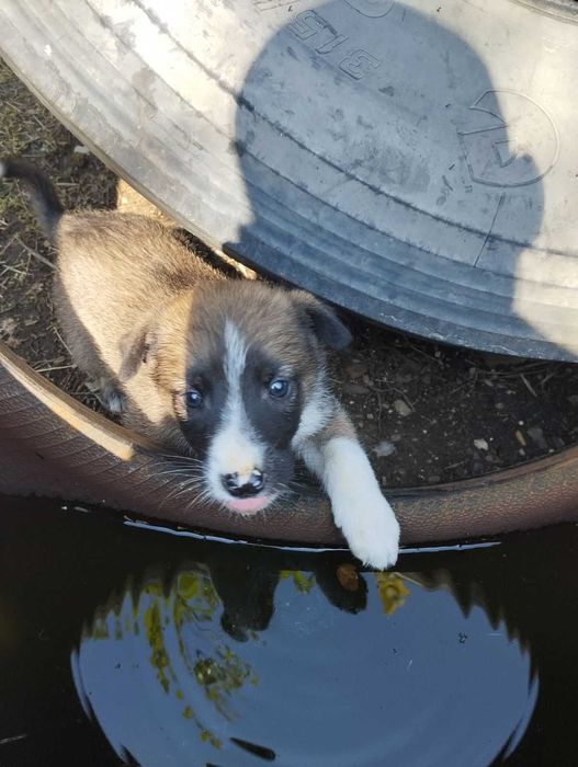Віддам песиків в хороші руки