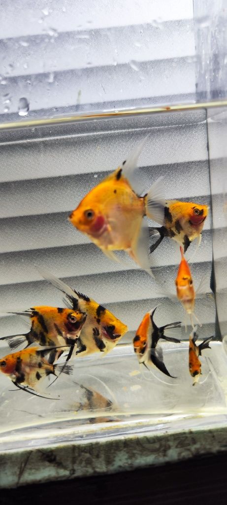 Skalary koi Red devil