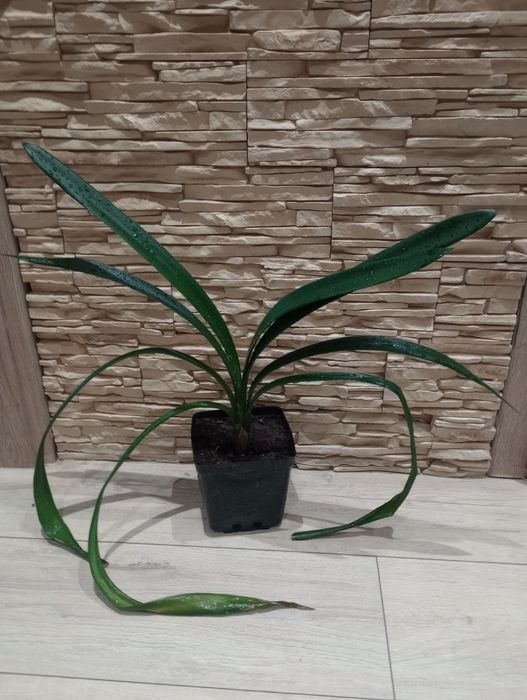 Kliwia ukorzeniona sadzonka z młodym odrostem