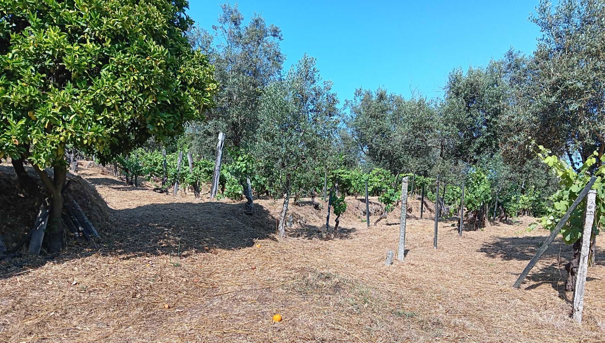 Quintinha agrícola