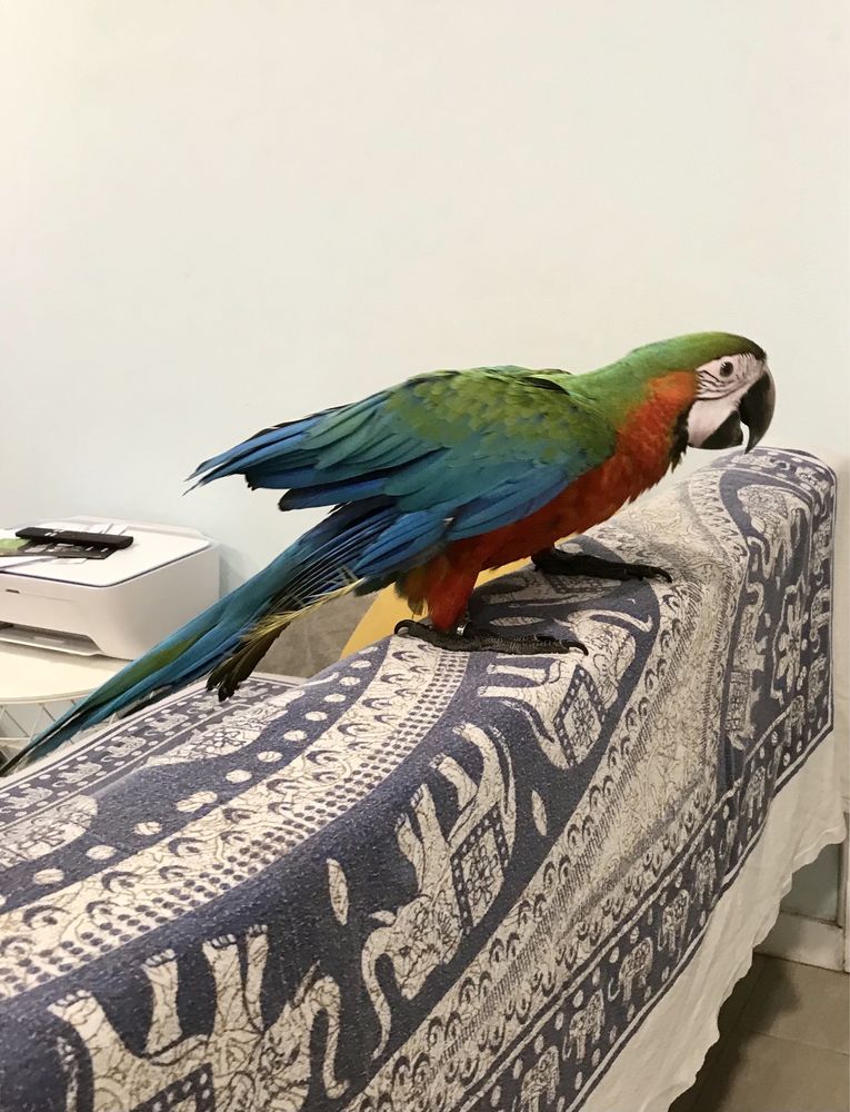 Lindos e Exoticos  Araras Arlequim para acabar de criar á mão.