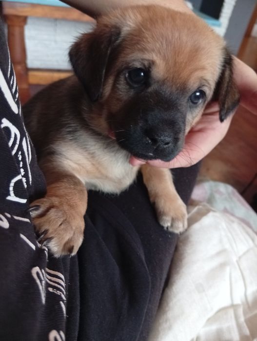 Piesek szczeniak oddam za darmo