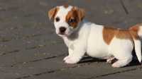 Piesek Jack Russell Terrier/BREFIO