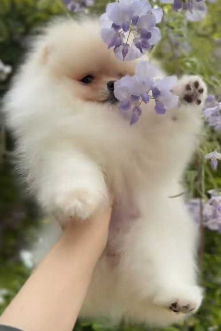 !!! Mały miś pomeranian mini