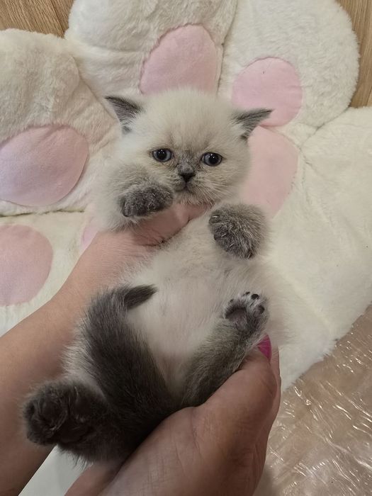 Котята, кошки , кот