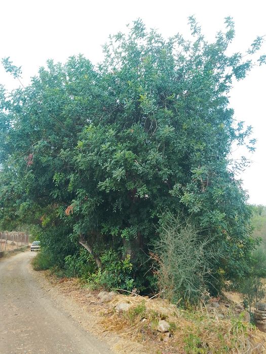 Arborismo avaliação e poda de árvores