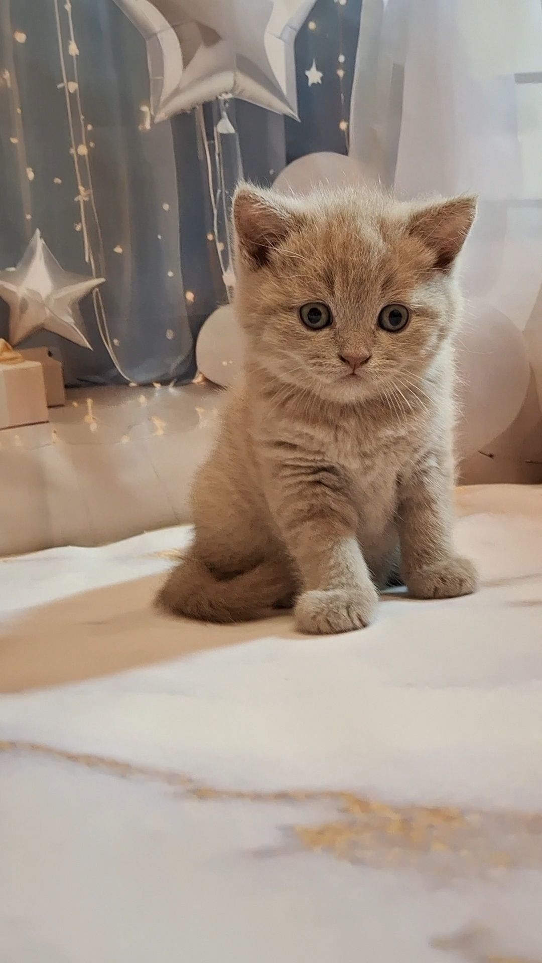 Милый короткошёрстный котёнок