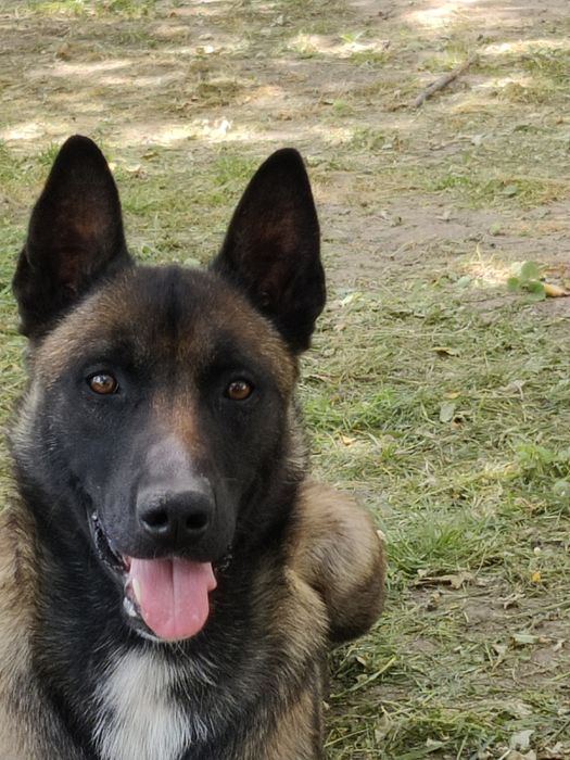 в'ЯЗКА З гарним мАЛІНУА