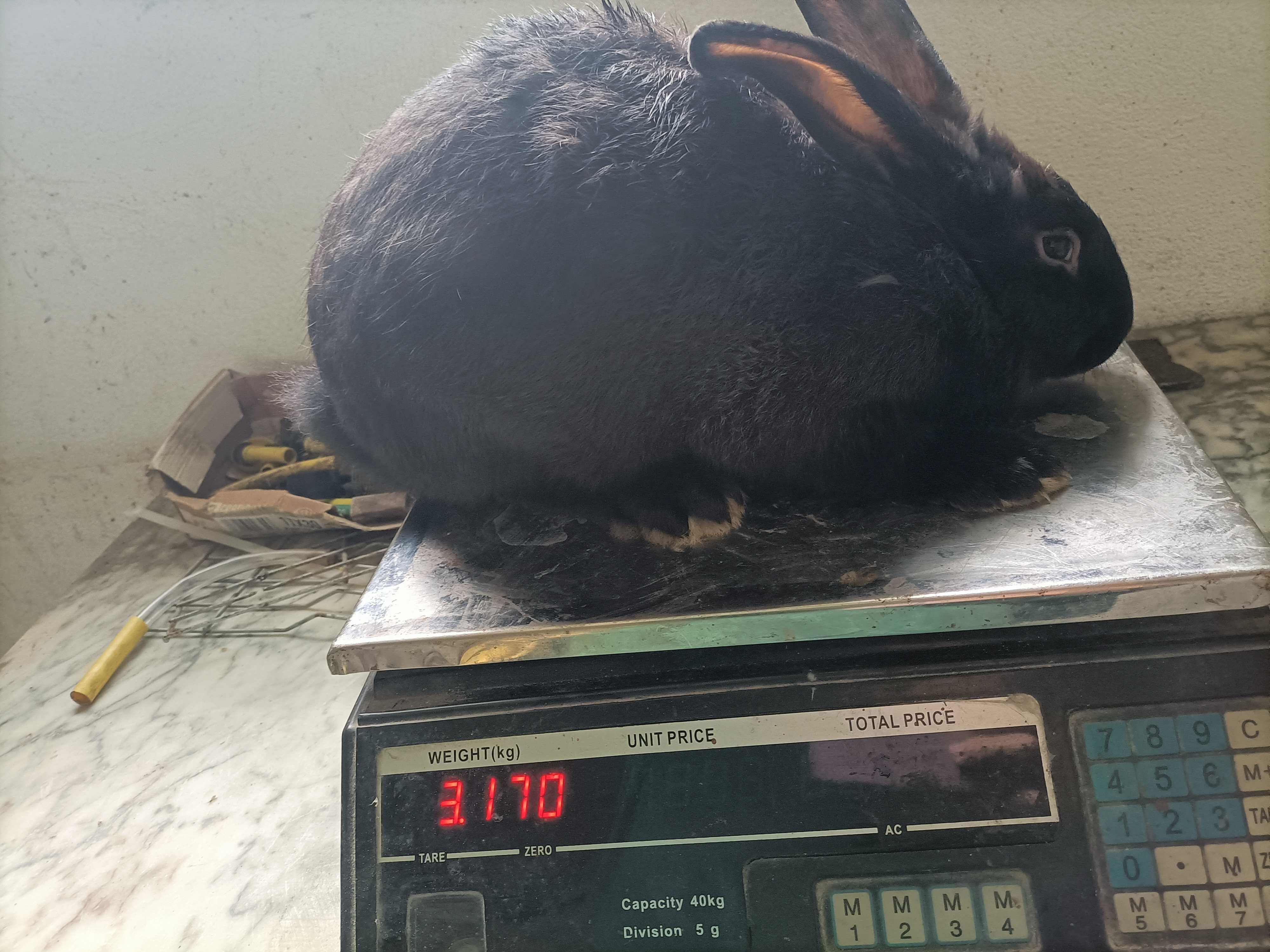 Venda de animais para criação ou abate