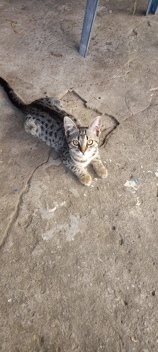 Котенка отдам в семью.