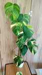 Monstera marmorata aurea