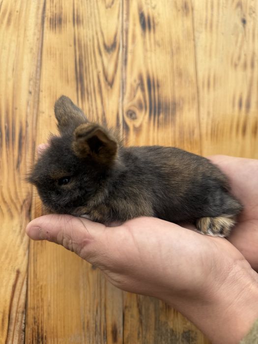 Декоративний кролик