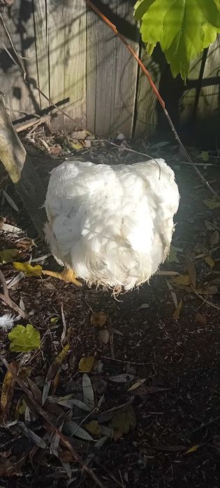 Sprzedam blojlery własnego chowu.