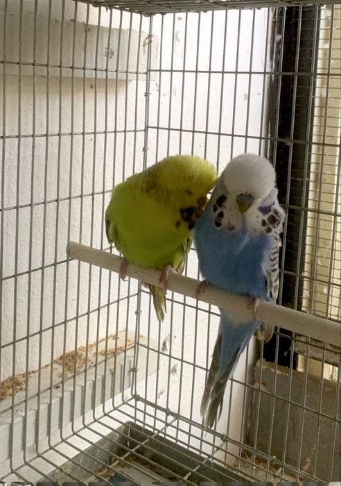 Casal piriquito ingles