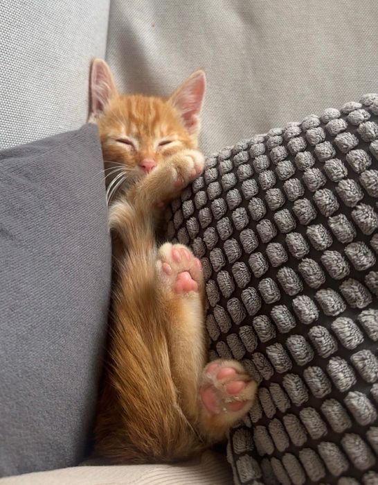 słodki pomarańczowy kotek