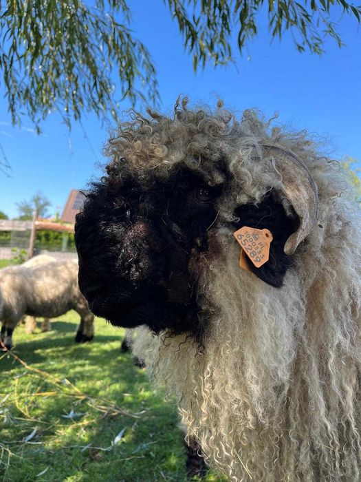 Owca WALIZERSKA samiec młody