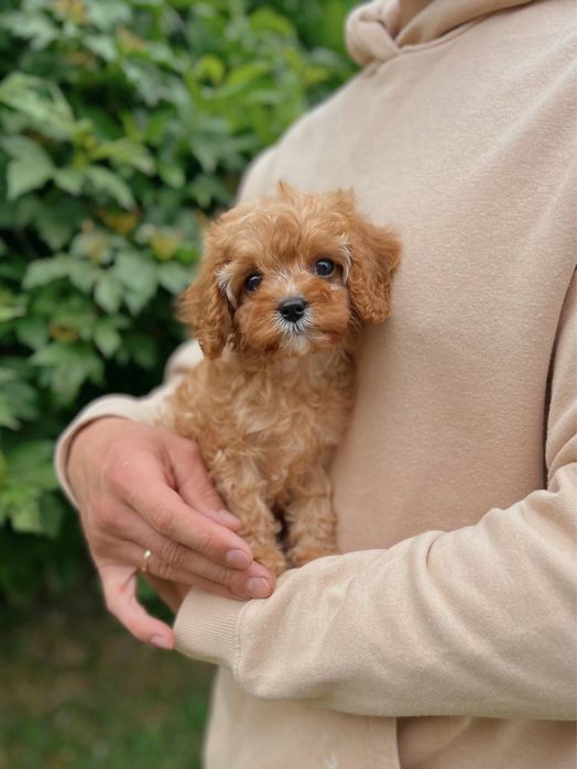 Мальтіпу ф1 міні, мікро. Мальтипу f1, мини, микро