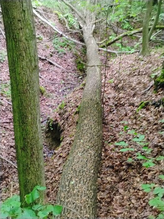 Sprzedam dęba w klocu