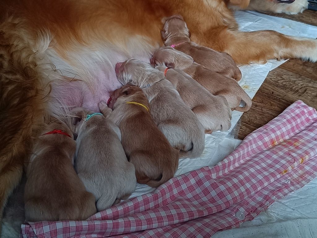 Golden retriever ZKwP złote