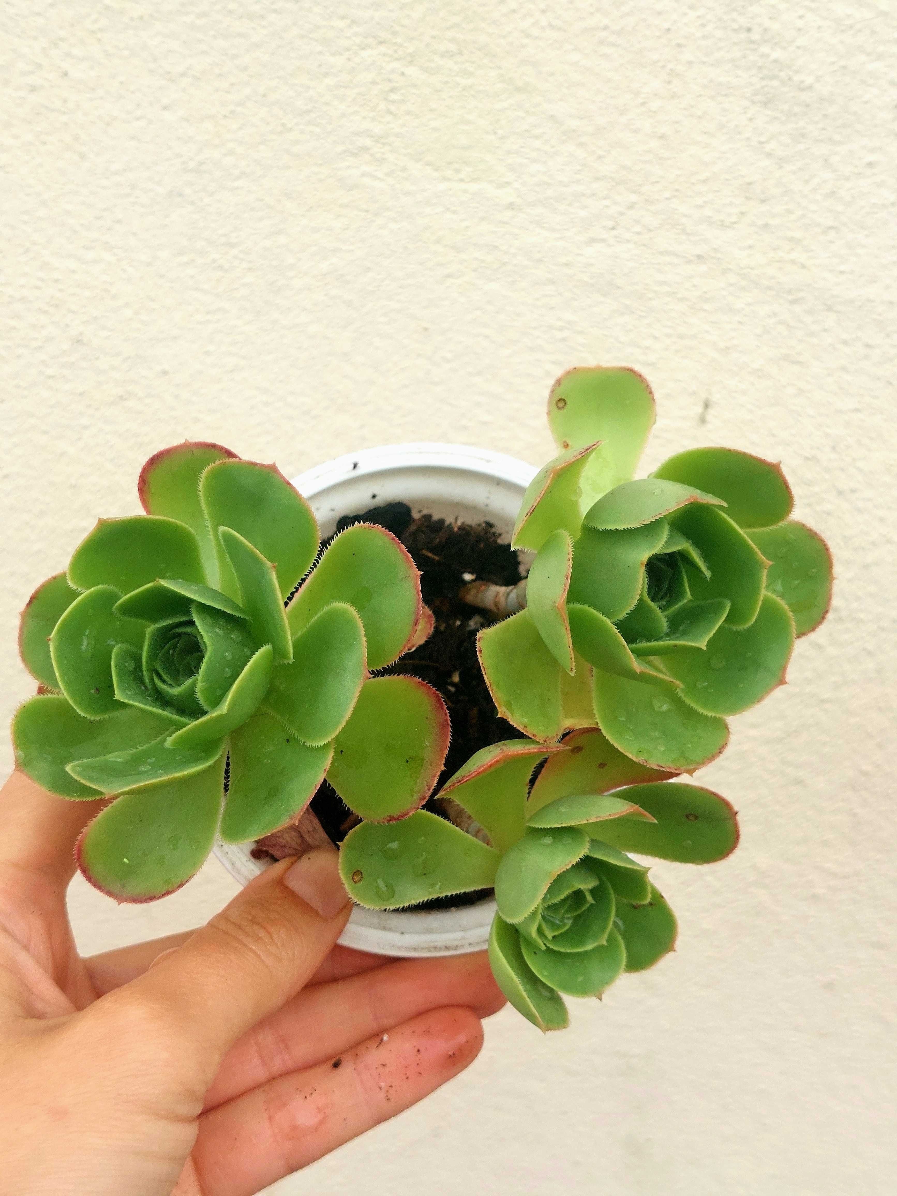 Suculenta variadas 5€/uni