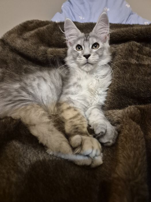 Nitro Cudny Kocur Maine Coon