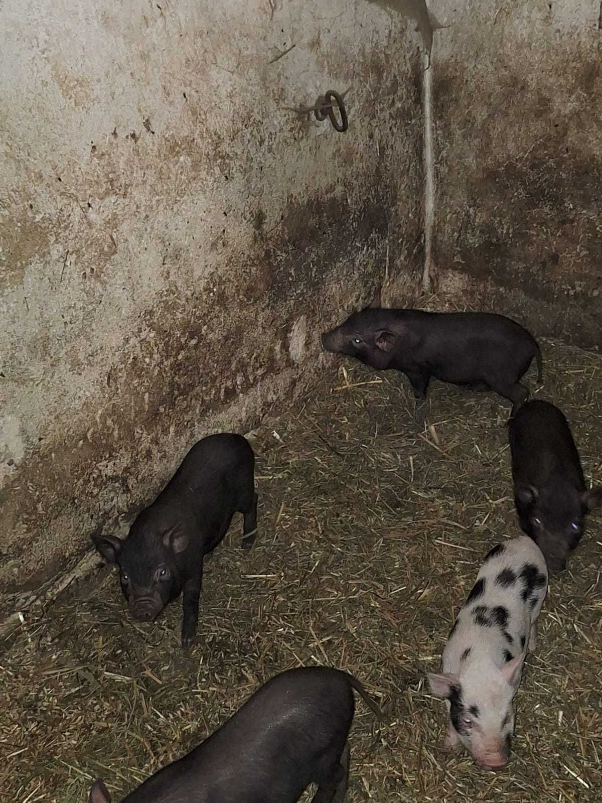 Świnki wietnamki