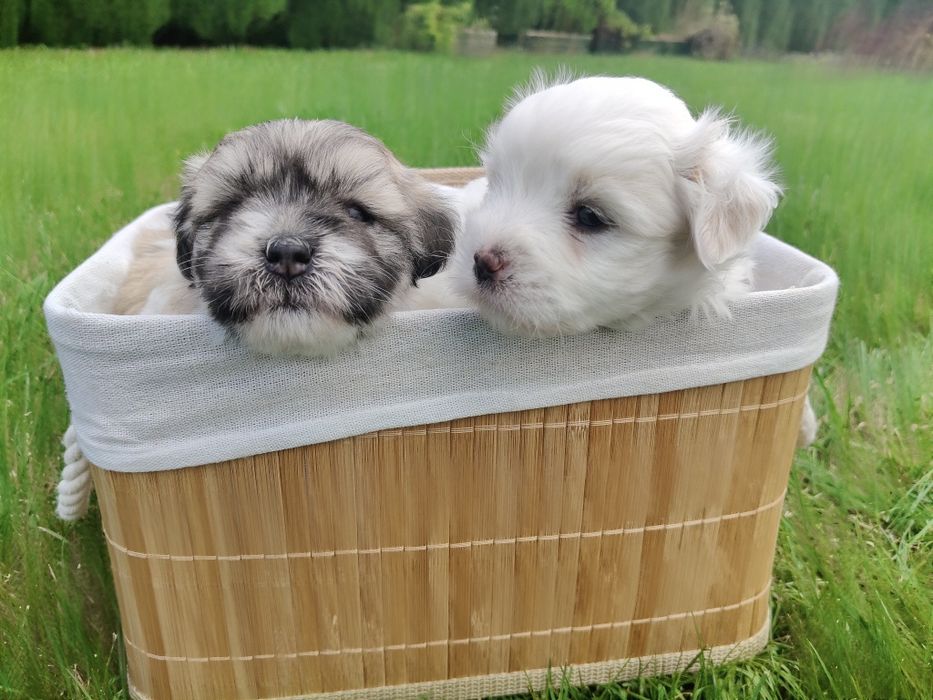 Coton de Tulear szczenię o imieniu Figo