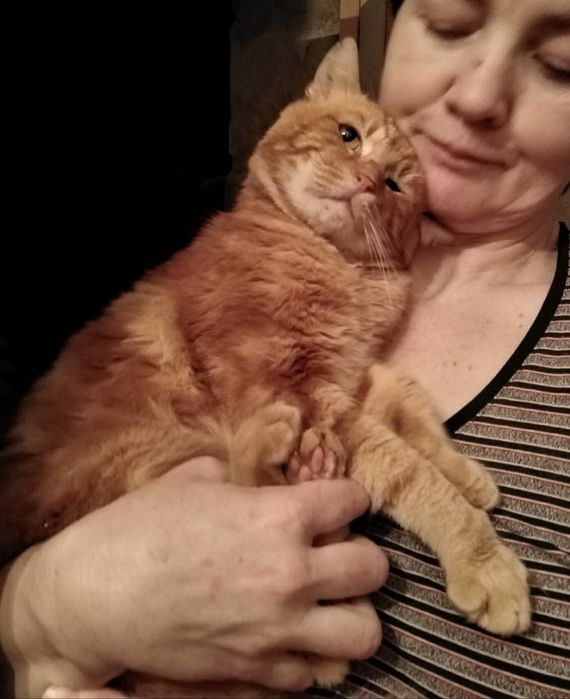 Отдам даром в добрые руки рыжего котика