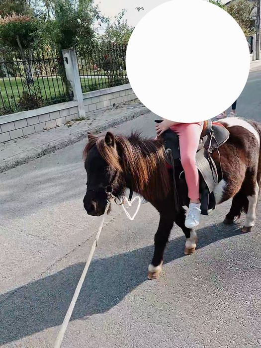 Poneis montados e engatados