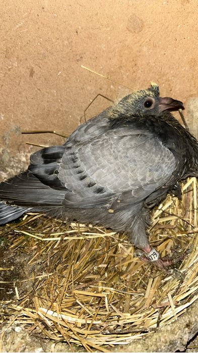 Vendo pombos correios de 2025