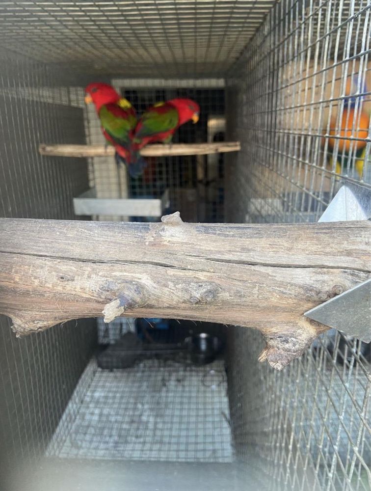 Lorius garrulus.