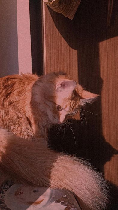 потерялся котик!!!