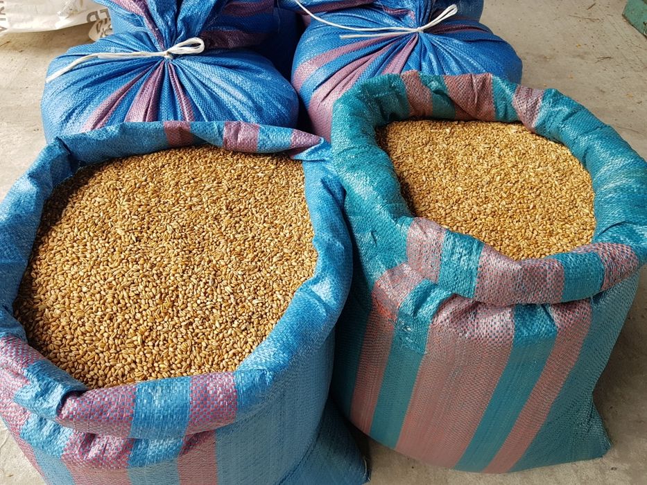 Pszenica zimowa ozima Euforia