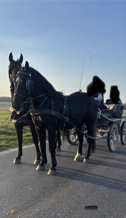 Sprzedam siwego walacha ślaskiego