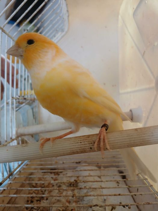 Canários na zona de Amares Braga