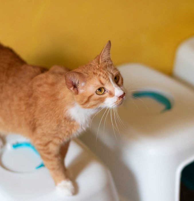 КЕКСІК в пошуках родини! Кіт, кастров 2 рочки