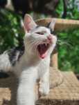 Charlie i Beza do adopcji