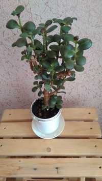 Денежное дерево - комнатное растение