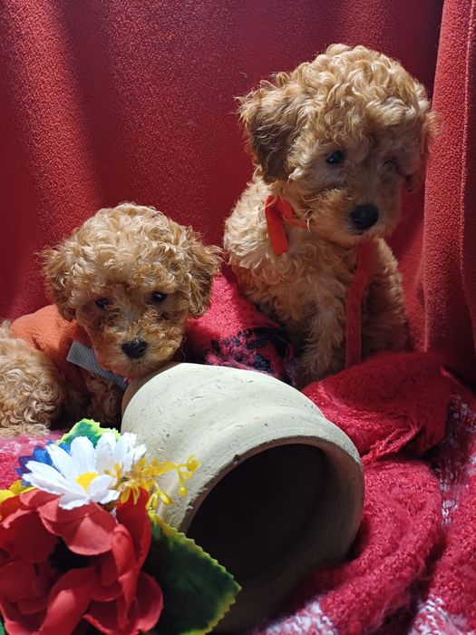 Дуже милі дівчатка той-Пудель.